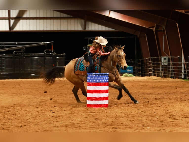 Quarter horse américain Hongre 15 Ans 160 cm Buckskin in Quitman