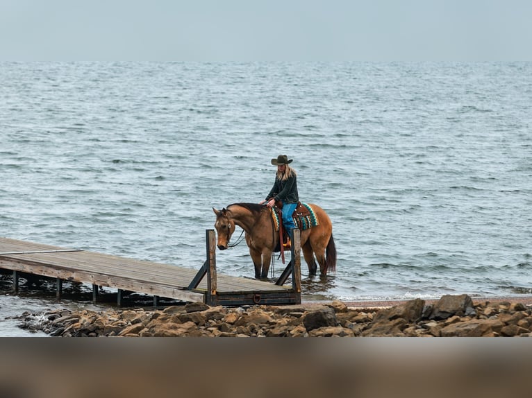 Quarter horse américain Hongre 15 Ans 160 cm Buckskin in Quitman