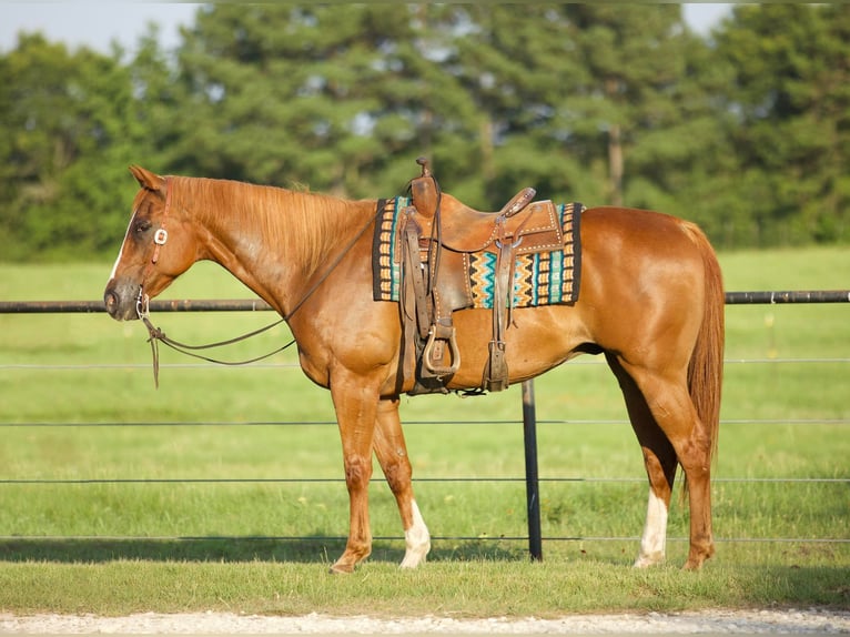 Quarter horse américain Hongre 15 Ans 163 cm Alezan brûlé in Huntsville TX
