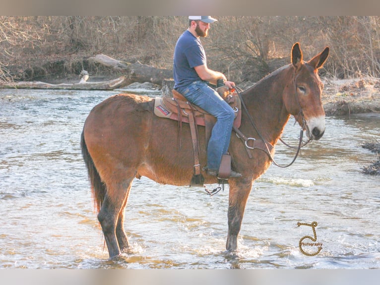 Quarter horse américain Hongre 15 Ans 163 cm Bai cerise in Walkerton IN