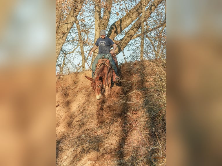 Quarter horse américain Hongre 15 Ans 163 cm Bai cerise in Walkerton IN