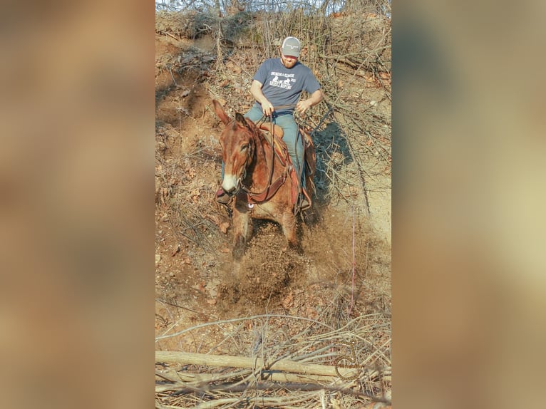 Quarter horse américain Hongre 15 Ans 163 cm Bai cerise in Walkerton IN