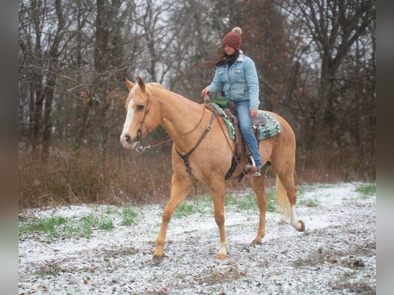 Quarter horse américain Hongre 15 Ans 170 cm Palomino in Henderson