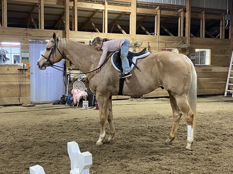 Quarter horse américain Hongre 15 Ans 170 cm Palomino in Henderson