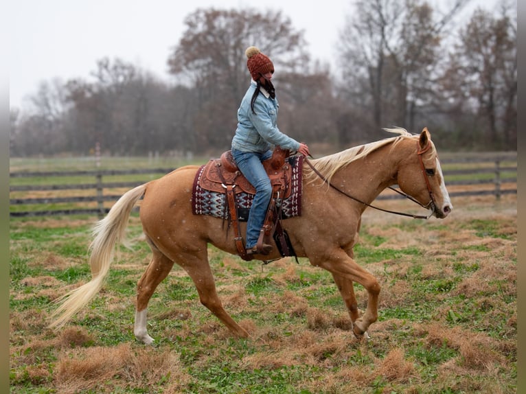 Quarter horse américain Hongre 15 Ans 170 cm Palomino in Henderson