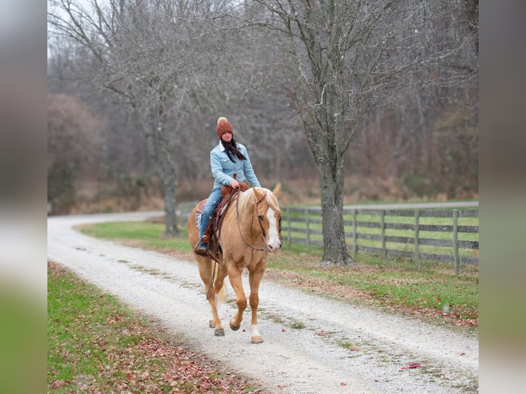 Quarter horse américain Hongre 15 Ans 170 cm Palomino in Henderson