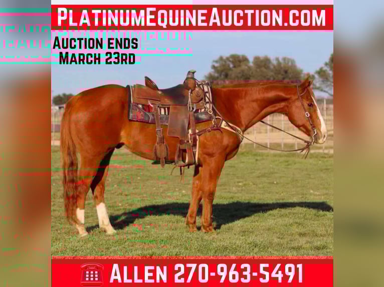 Quarter horse américain Hongre 15 Ans Alezan brûlé in Lipan TX