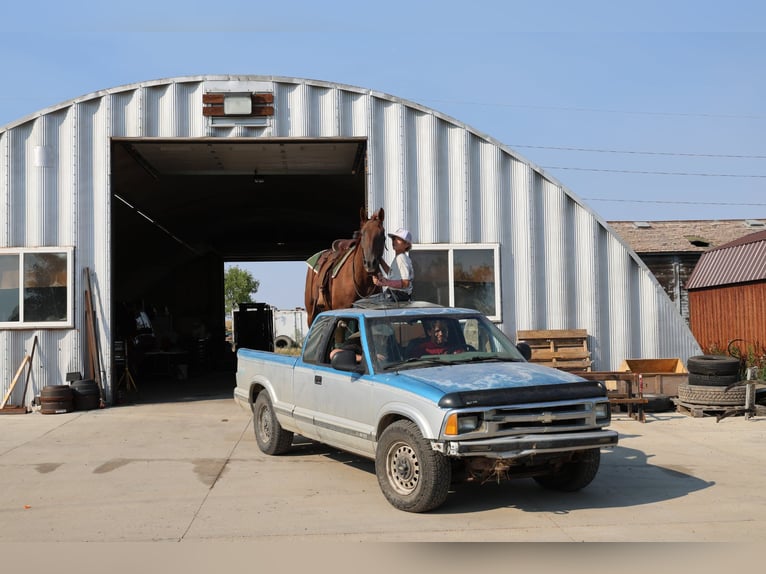Quarter horse américain Hongre 15 Ans Alezan cuivré in Ripley