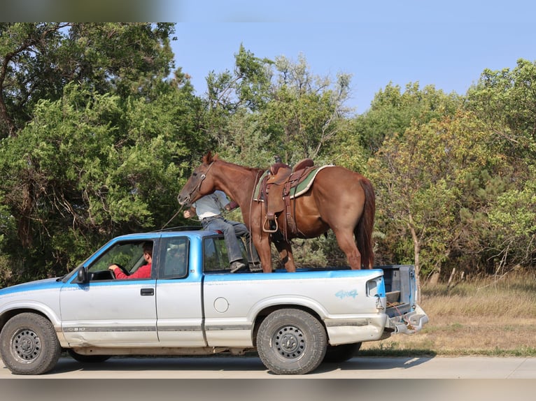 Quarter horse américain Hongre 15 Ans Alezan cuivré in Ripley
