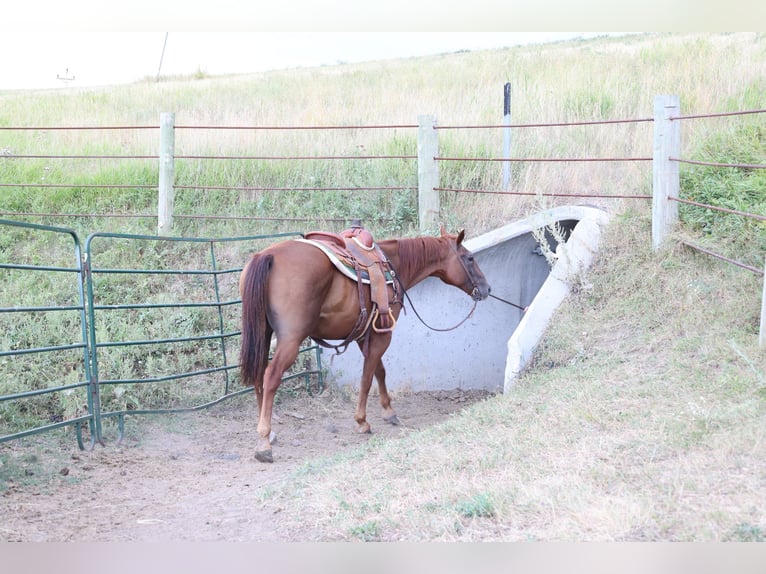 Quarter horse américain Hongre 15 Ans Alezan cuivré in Ripley