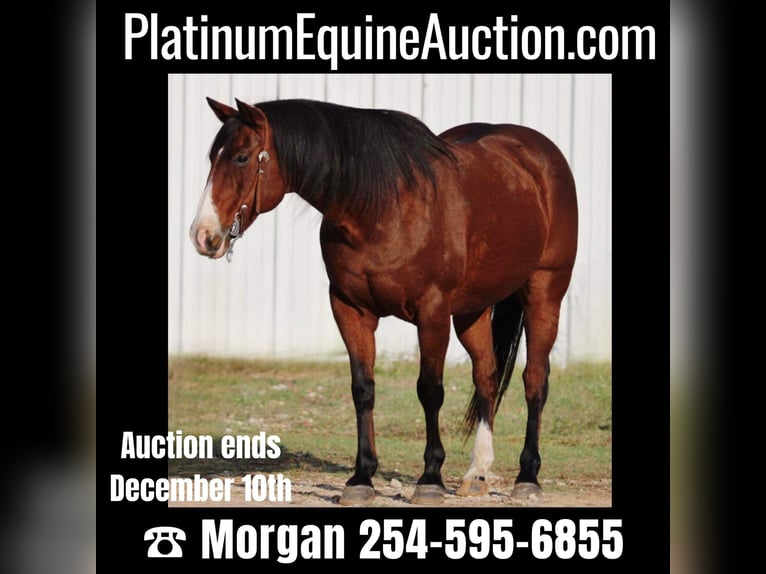 Quarter horse américain Hongre 15 Ans Bai cerise in Breckenridge, TX