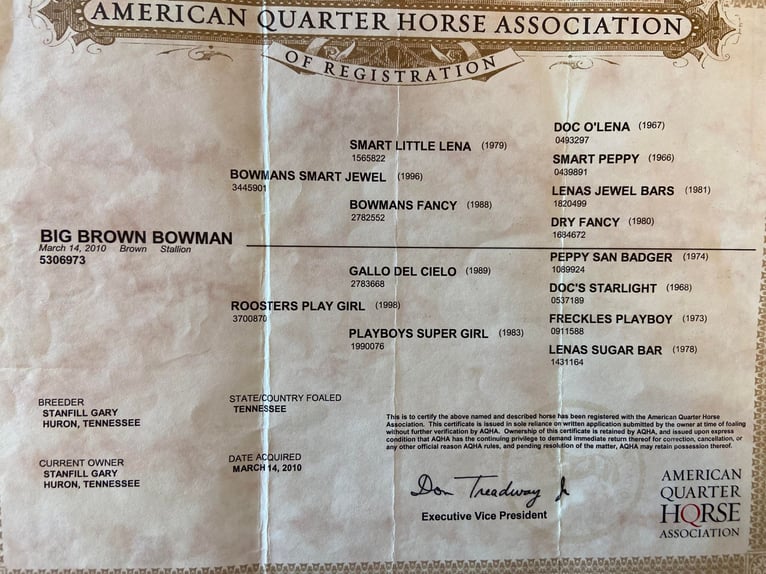 Quarter horse américain Hongre 15 Ans Bai cerise in Hillsboro KY