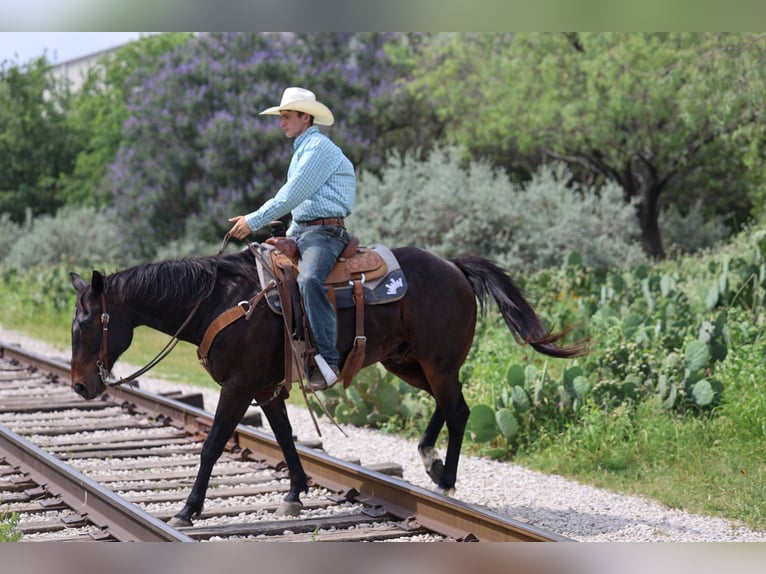 Quarter horse américain Hongre 15 Ans Bai in Stephenville
