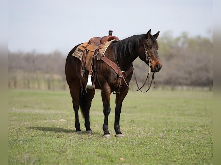 Quarter horse américain Hongre 15 Ans Bai in Weatherford, TX