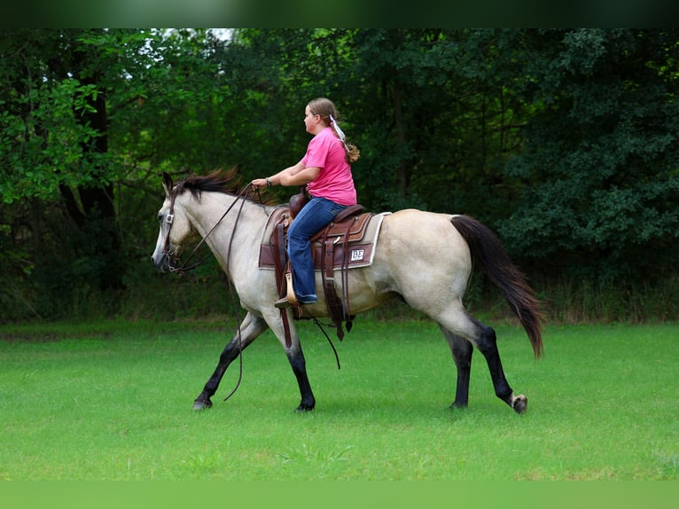Quarter horse américain Hongre 15 Ans Buckskin in Forney