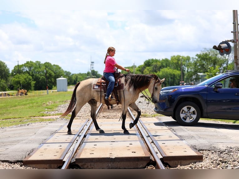 Quarter horse américain Hongre 15 Ans Buckskin in Forney