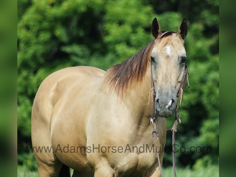 Quarter horse américain Hongre 15 Ans Buckskin in Mount Vernon