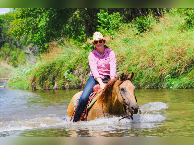 Quarter horse américain Hongre 15 Ans Buckskin in Stephenville, TX