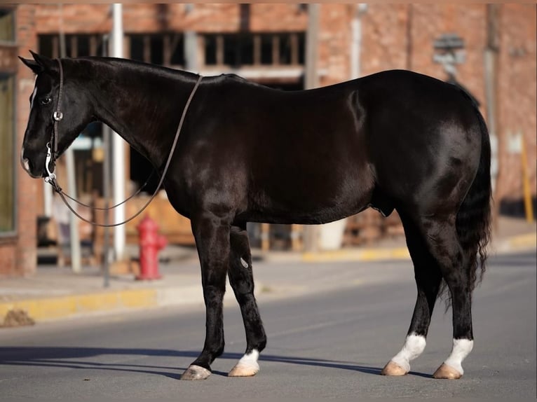 Quarter horse américain Croisé Hongre 15 Ans Noir in Weatherford, TX