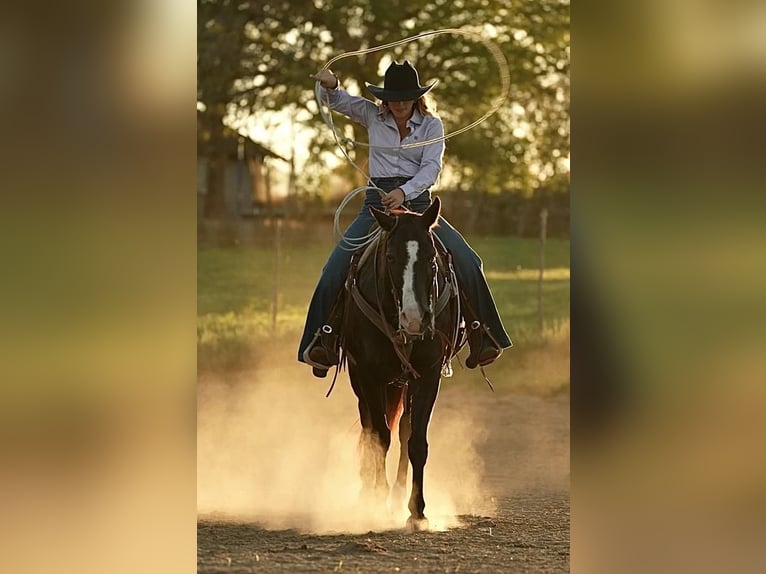 Quarter horse américain Croisé Hongre 15 Ans Noir in Weatherford, TX