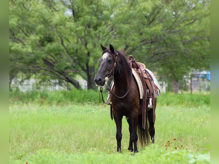 Quarter horse américain Hongre 15 Ans Noir in Stephenville, TX