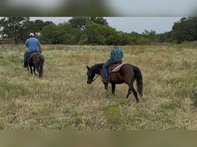 Quarter horse américain Hongre 15 Ans Noir in Stephenville, TX