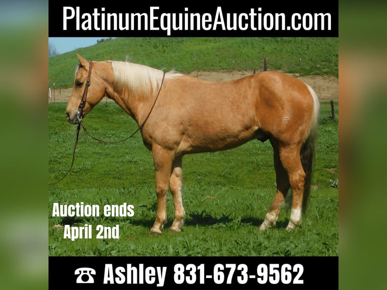 Quarter horse américain Hongre 15 Ans Palomino in Paicines CA