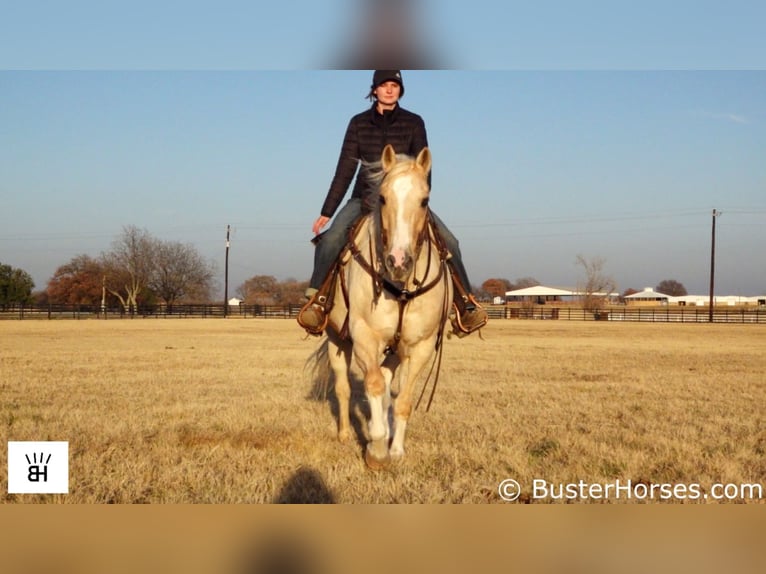 Quarter horse américain Hongre 15 Ans Palomino in Weatherford, TX