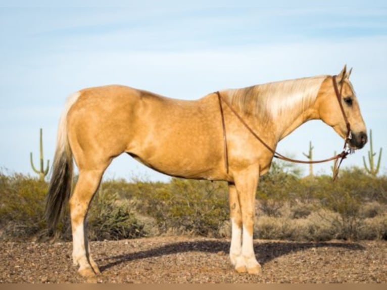 Quarter horse américain Hongre 15 Ans Palomino in Whittman AZ