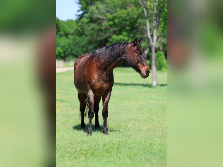 Quarter horse américain Hongre 15 Ans Roan-Bay in Forney