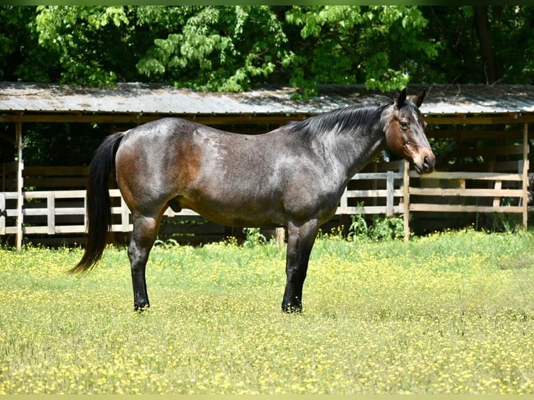 Quarter horse américain Hongre 15 Ans Roan-Bay in Sweet Springs MO