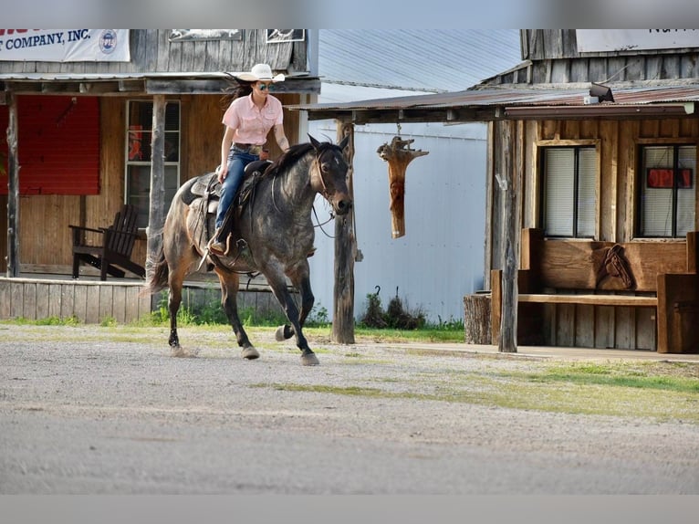 Quarter horse américain Hongre 15 Ans Roan-Bay in Sweet Springs MO