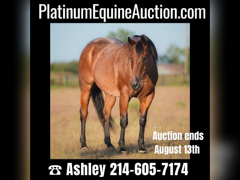 Quarter horse américain Hongre 15 Ans Roan-Bay in Weatherford TX