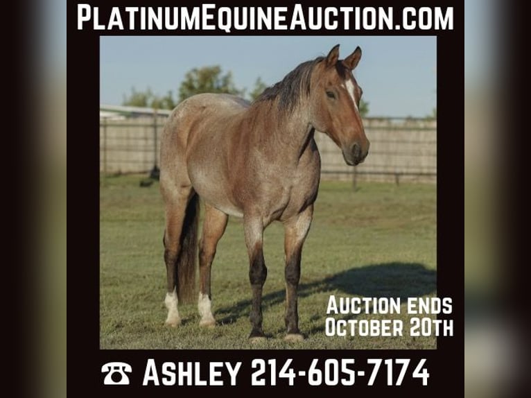 Quarter horse américain Hongre 15 Ans Roan-Bay in Weatherford TX