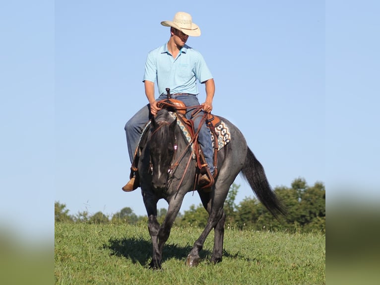 Quarter horse américain Hongre 15 Ans Rouan Bleu in Mount vernon Ky