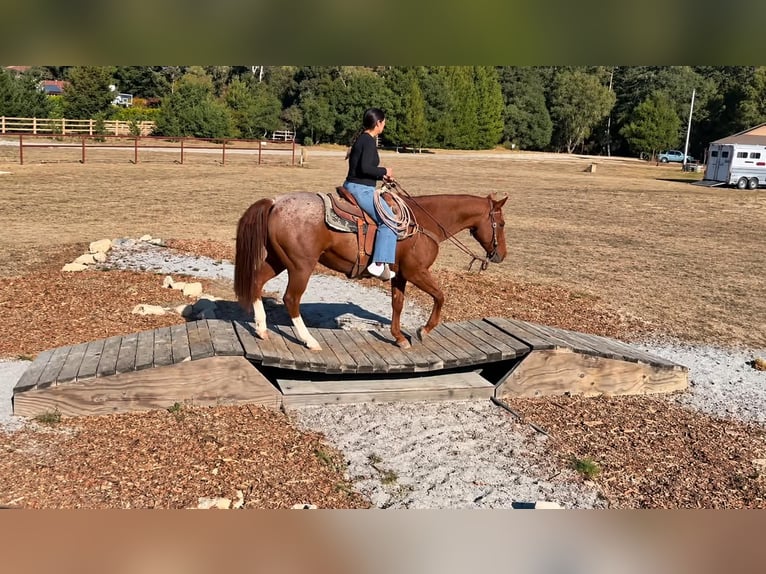 Quarter horse américain Hongre 15 Ans Rouan Rouge in King City