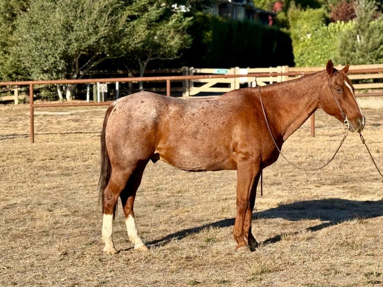 Quarter horse américain Hongre 15 Ans Rouan Rouge in King City