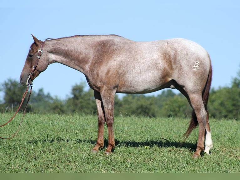 Quarter horse américain Hongre 15 Ans Rouan Rouge in Mount Vernon Ky
