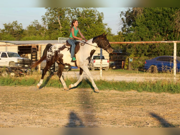 Quarter horse américain Hongre 15 Ans Tobiano-toutes couleurs in Stephenville TX