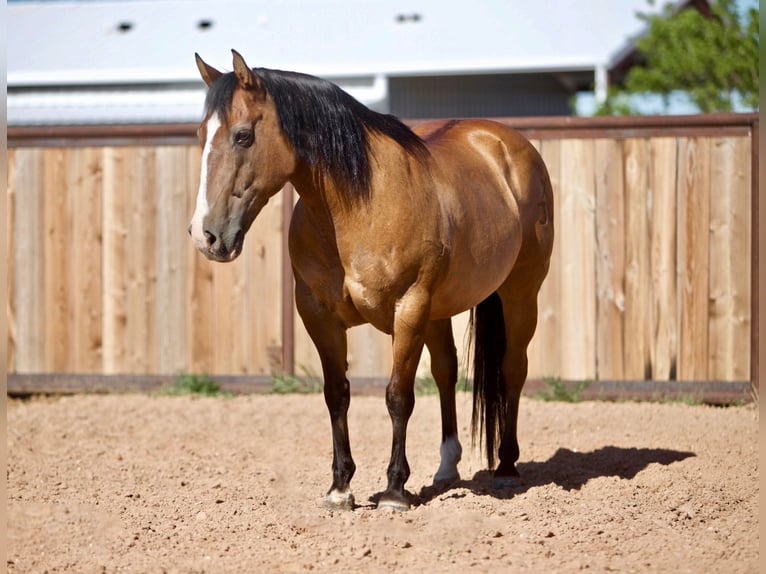Quarter horse américain Hongre 16 Ans 137 cm Buckskin in Amarillo Tx