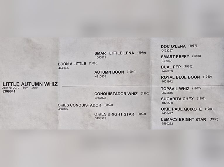 Quarter horse américain Hongre 16 Ans 142 cm Bai cerise in Weatherford TX