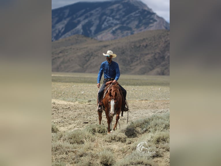 Quarter horse américain Hongre 16 Ans 145 cm Alezan cuivré in Cody