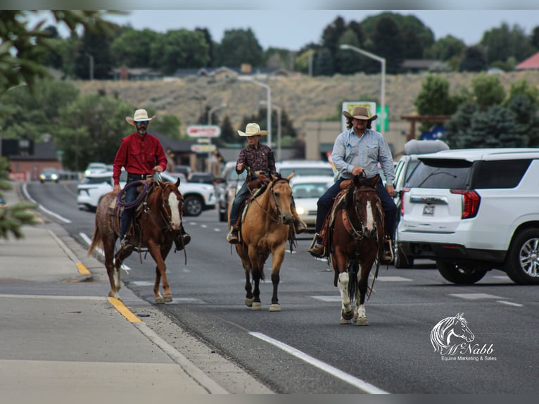 Quarter horse américain Hongre 16 Ans 145 cm Alezan cuivré in Cody