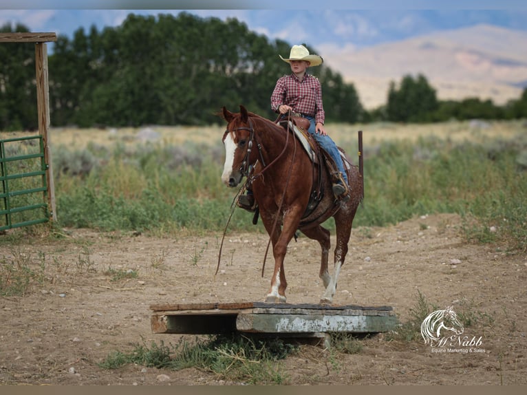 Quarter horse américain Hongre 16 Ans 145 cm Alezan cuivré in Cody