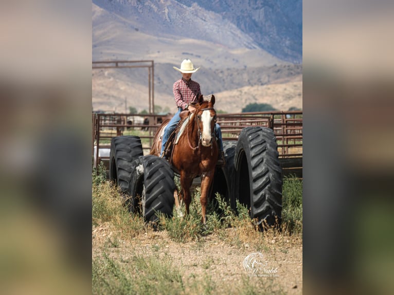 Quarter horse américain Hongre 16 Ans 145 cm Alezan cuivré in Cody