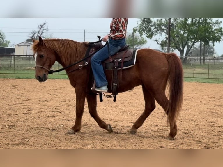 Quarter horse américain Hongre 16 Ans 145 cm Alezan cuivré in Weatherford TX