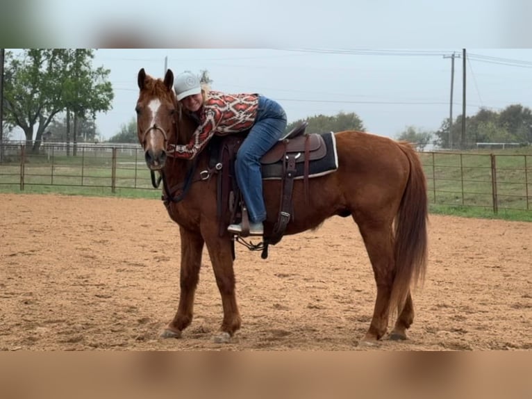 Quarter horse américain Hongre 16 Ans 145 cm Alezan cuivré in Weatherford TX