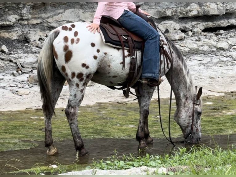 Quarter horse américain Hongre 16 Ans 145 cm Bai cerise in Weatherford TX