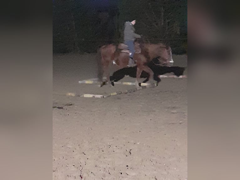 Quarter horse américain Hongre 16 Ans 146 cm Alezan in Schrick