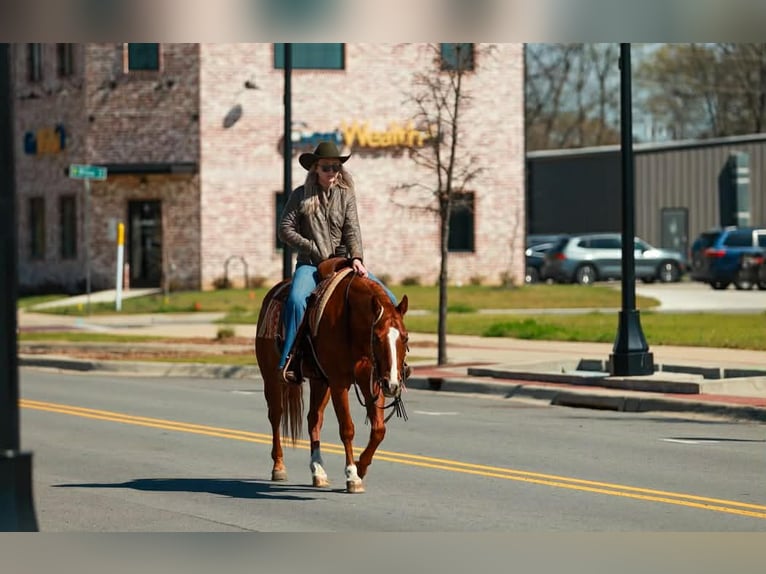 Quarter horse américain Hongre 16 Ans 147 cm Alezan cuivré in Quitman